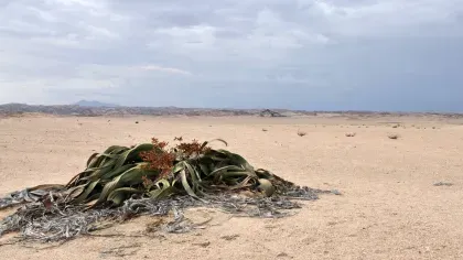 A welwitschia mirabilis with large green strap like leaves in a desert environment