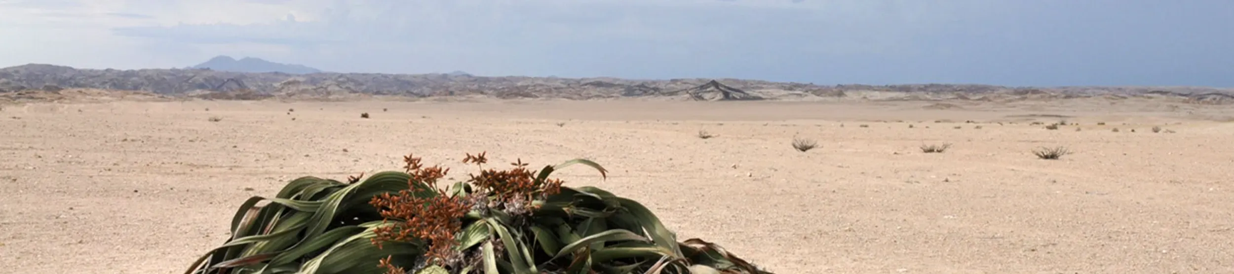 A welwitschia mirabilis with large green strap like leaves in a desert environment
