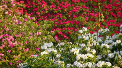 A variety of rhododendron shrubs in white, pink and red