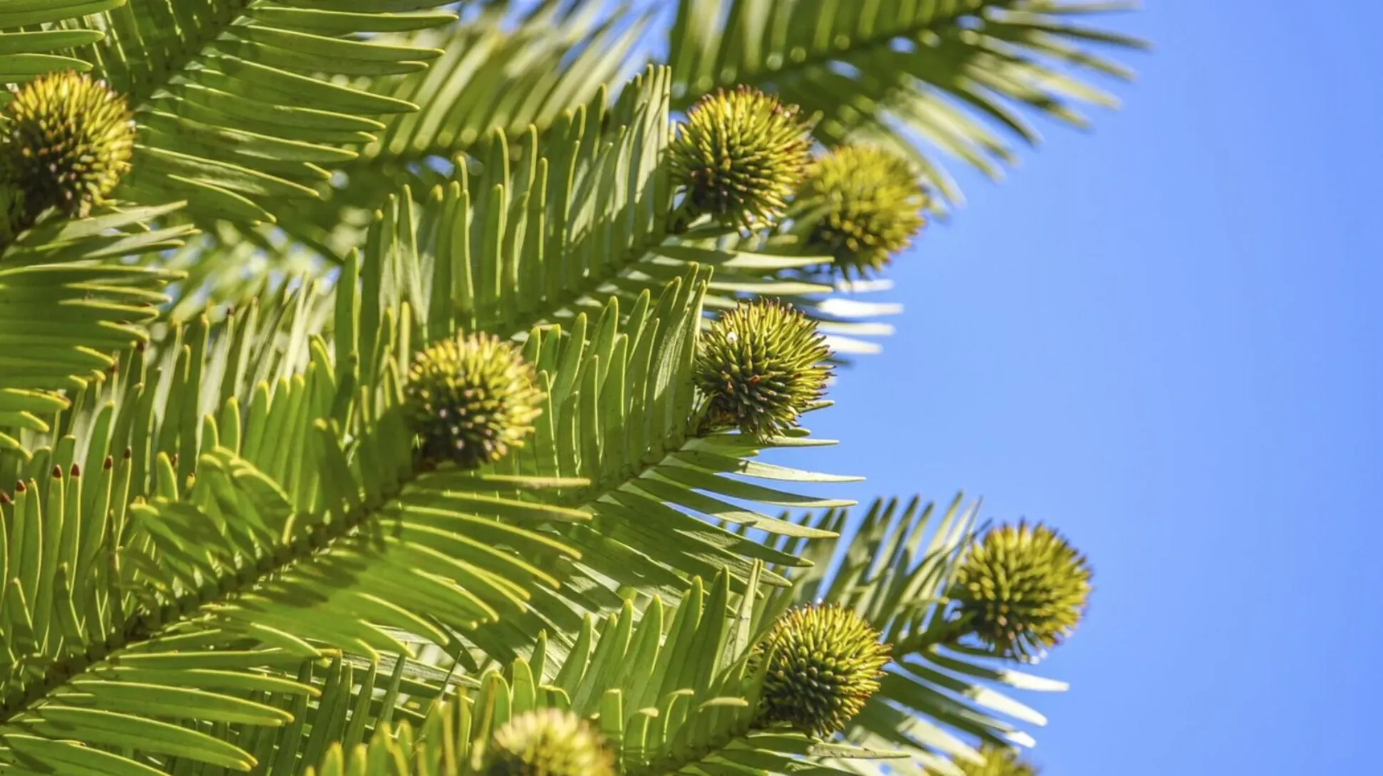 Branches of a wollemi pine (Wollemia nobilis) with thin spiky leaves