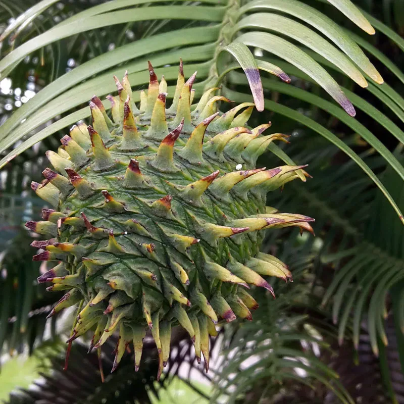 Wollemia nobilis