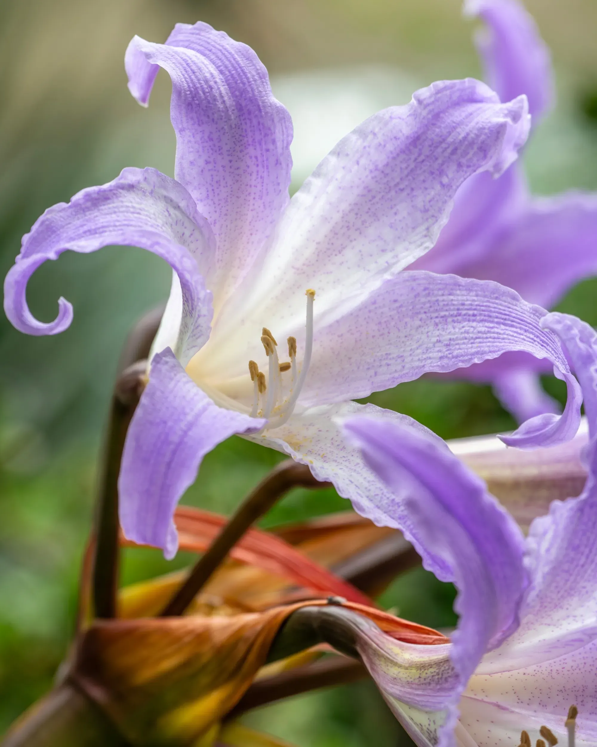 A close-up of a beautiful blue amaryllis (Worsleya procera) flower