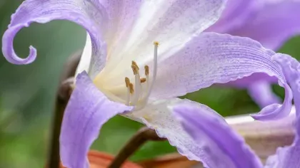 A close-up of a beautiful blue amaryllis (Worsleya procera) flower